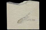 Cretaceous Lobster (Pseudostacus) Fossil - Lebanon #112662-1